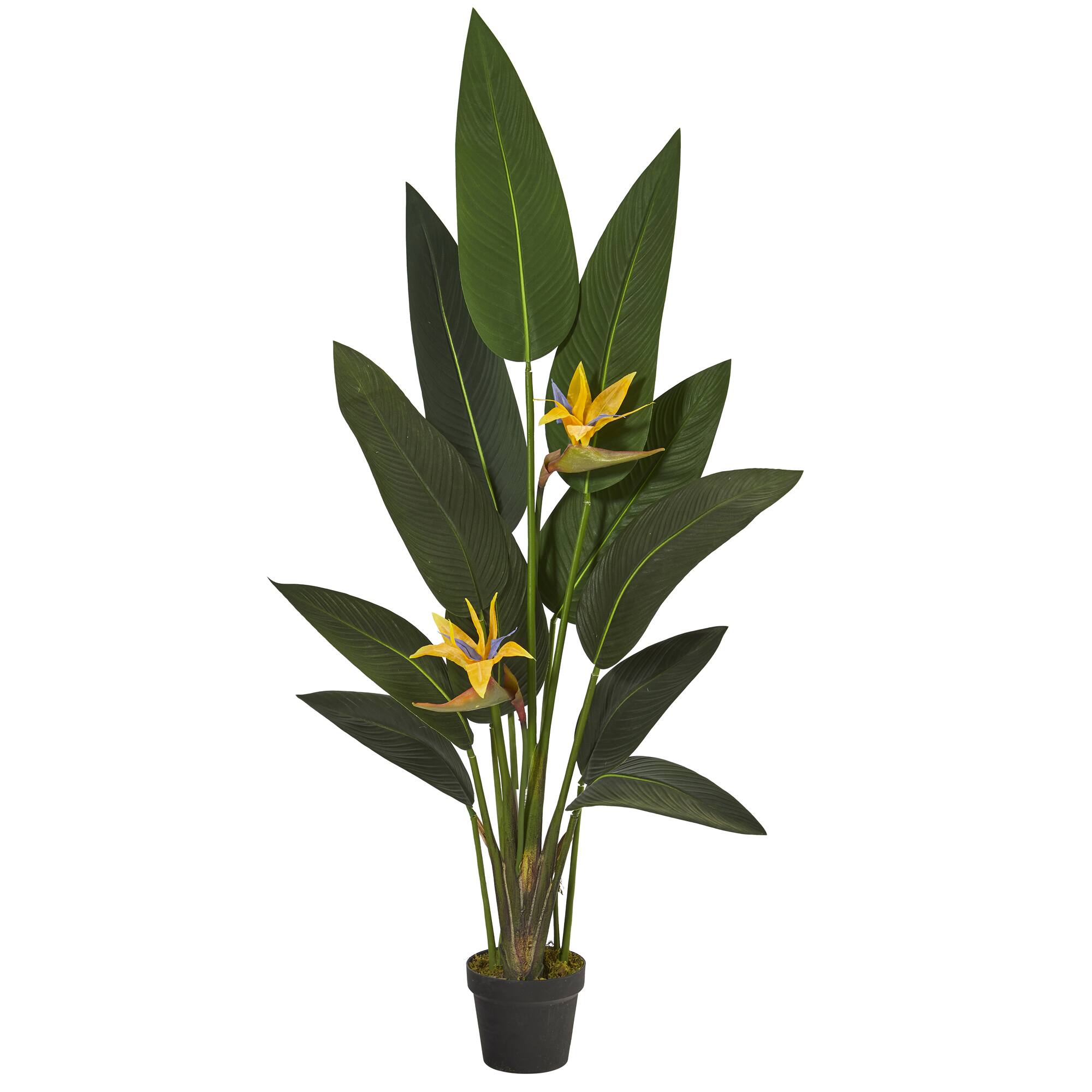 4.5ft. Potted Bird of Paradise Plant
